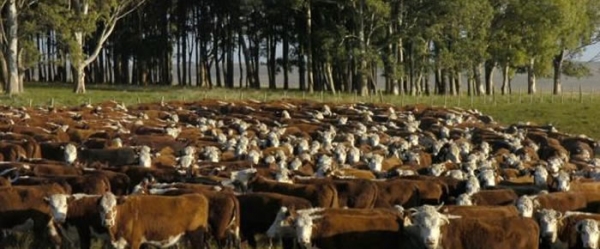 Uruguay Agrointeligente logró triplicar la producción de alimentos entre 2005 y 2014